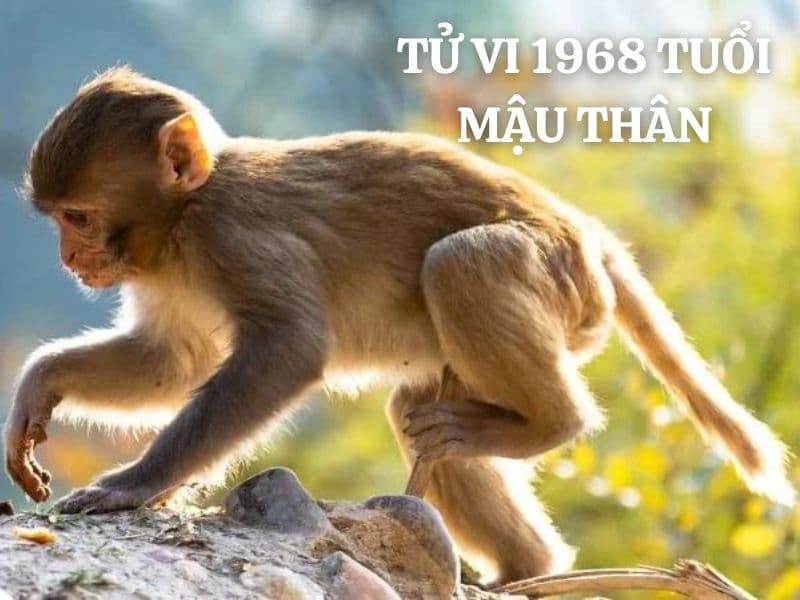 Tử vi tuổi Mậu Thân 1968 nam mạng năm 2024